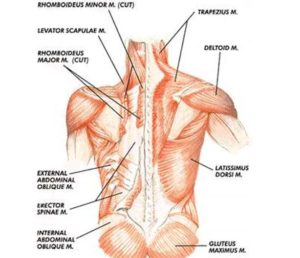 back muscles core stability