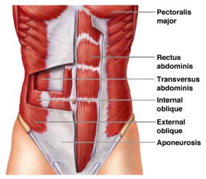 trunk muscles core stability