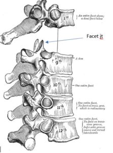 spine vertebrae