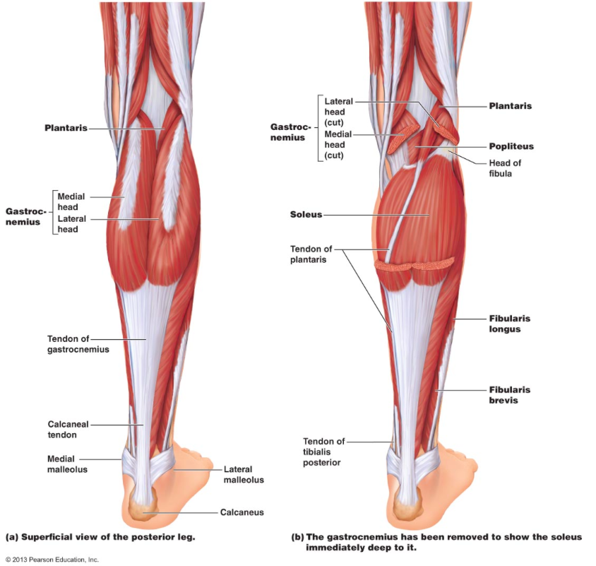 Calf Muscle Anatomy