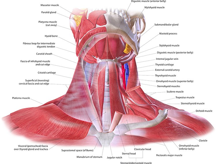 neck pain diagram